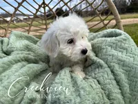 Ollie, a male Havachon for sale in Niangua, MO – Photo 2 of 10