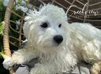 Ollie, a male Havachon for sale in Niangua, MO – 3 of 10