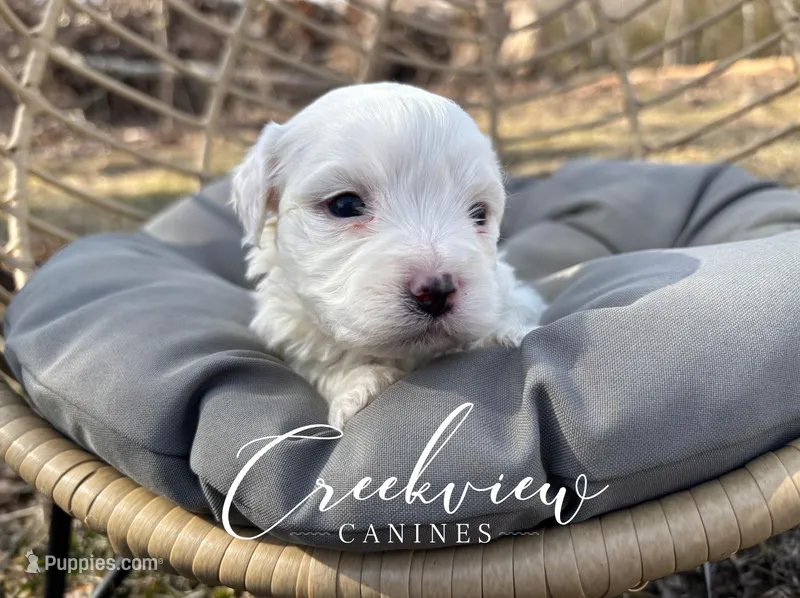 Ollie, a male Havachon for sale in Niangua, MO – Photo 1 of 6