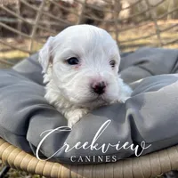 Ollie, a male Havachon for sale in Niangua, MO – Photo 5 of 10