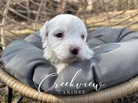 Ollie, a male Havachon for sale in Niangua, MO – Photo 1 of 6