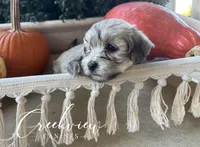 Max, a male Havanese for sale in Niangua, MO – 3 of 6