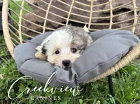 Bullseye, a male Havanese for sale in Niangua, MO – 3 of 6