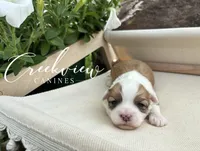 Drover, a male Havanese for sale in Niangua, MO – 5 of 6