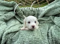Meg, a female Havachon for sale in Niangua, MO – 6 of 6