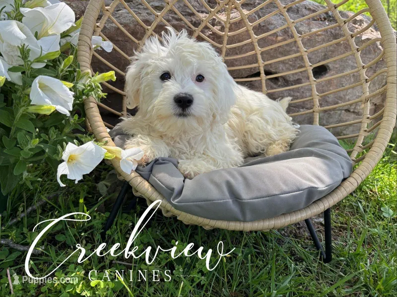 Ollie – Havachon puppy for sale in Niangua, MO