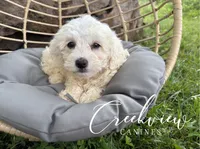 Meg, a female Havachon for sale in Niangua, MO – 2 of 7