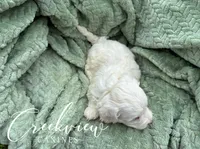 Meg, a female Havachon for sale in Niangua, MO – 3 of 6