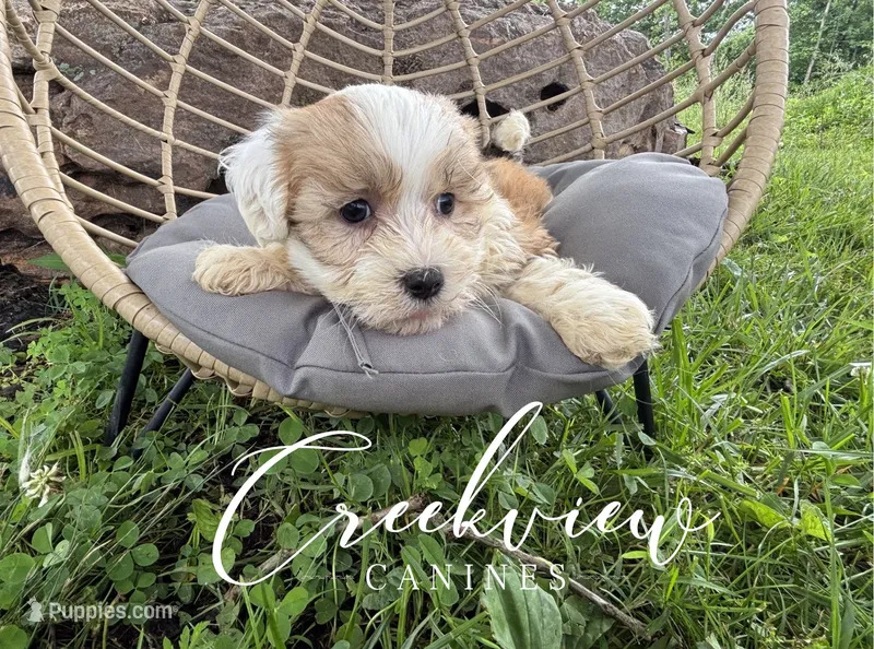 Drover – Havanese puppy for sale in Niangua, MO