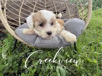 Drover, a male Havanese for sale in Niangua, MO – 1 of 6