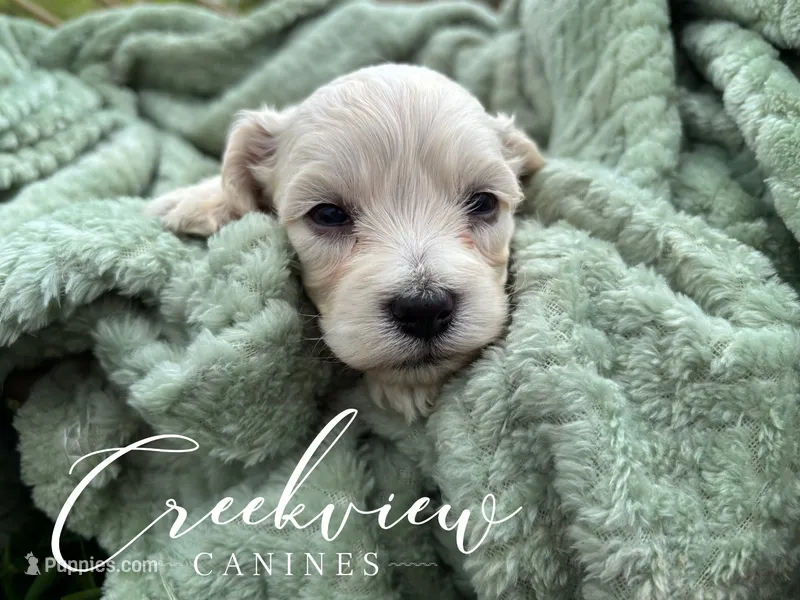 Amy – Havachon puppy for sale in Niangua, MO