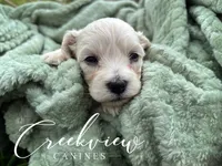 Amy, a female Havachon for sale in Niangua, MO – 1 of 5