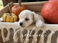 Laura, a male Havanese for sale in Niangua, MO – 3 of 5