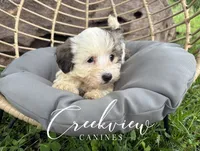 Bullseye, a male Havanese for sale in Niangua, MO – 3 of 6