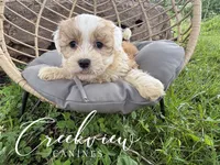 Drover, a male Havanese for sale in Niangua, MO – 3 of 6