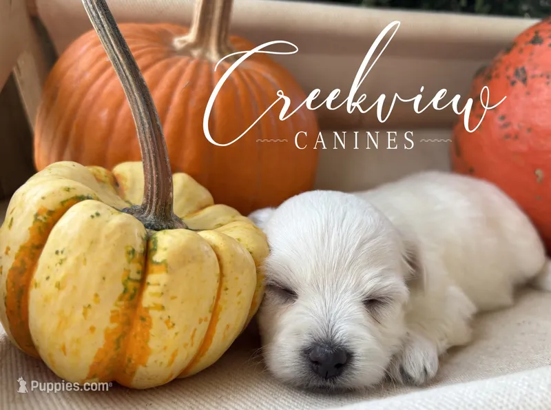 Mary – Havanese puppy for sale in Niangua, MO