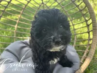 Moon Pie, a female Havapoo for sale in Niangua, MO – 2 of 8
