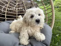 Louisa, a female Havachon for sale in Niangua, MO – 2 of 7