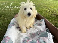 Beth, a female Havachon for sale in Niangua, MO – 2 of 10