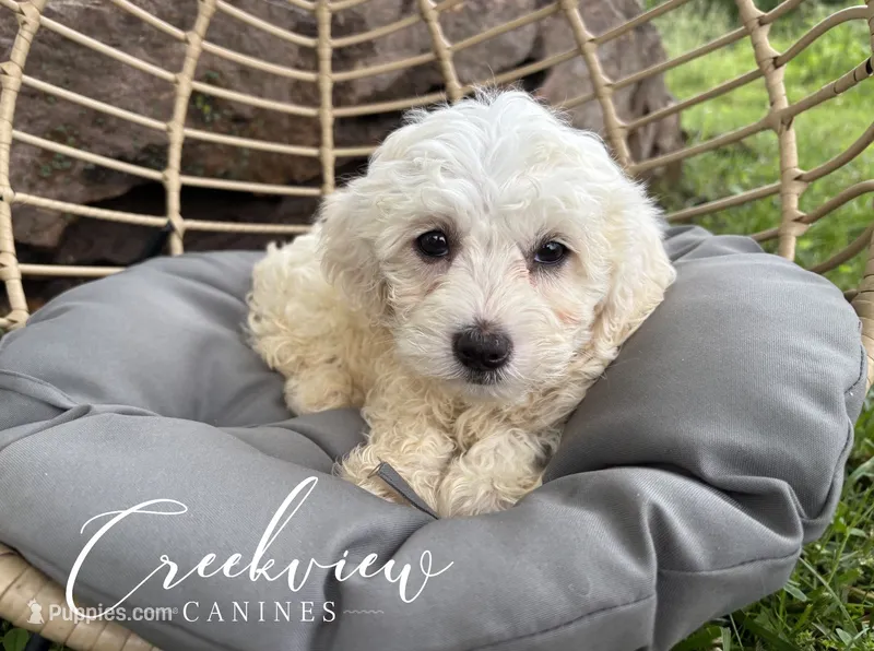 Meg – Havachon puppy for sale in Niangua, MO