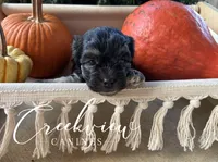Almonzo, a male Havanese for sale in Niangua, MO – 4 of 5