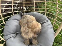 Katie, a female Havanese for sale in Niangua, MO – 6 of 8