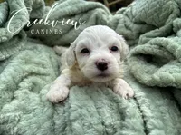Beth, a female Havachon for sale in Niangua, MO – 3 of 6