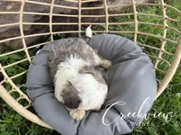 Bullseye, a male Havanese for sale in Niangua, MO – 4 of 6