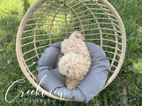 Nugget, a male Havapoo for sale in Niangua, MO – 5 of 6