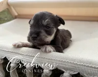 Bitsy, a female Miniature Schnauzer for sale in Niangua, MO – Photo 2 of 4