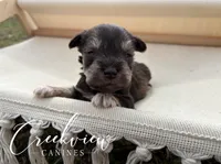 Bitsy, a female Miniature Schnauzer for sale in Niangua, MO – Photo 1 of 4