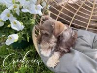 Bitsy, a female Miniature Schnauzer for sale in Niangua, MO – Photo 6 of 10