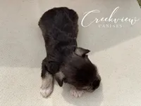 Bitsy, a female Miniature Schnauzer for sale in Niangua, MO – Photo 4 of 4