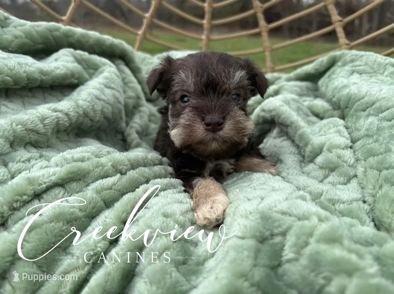 Bitsy – Miniature Schnauzer puppy for sale in Niangua, MO