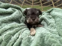Bitsy, a female Miniature Schnauzer for sale in Niangua, MO – Photo 1 of 9