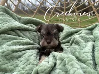 Bitsy, a female Miniature Schnauzer for sale in Niangua, MO – Photo 3 of 9