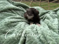 Bitsy, a female Miniature Schnauzer for sale in Niangua, MO – Photo 5 of 9