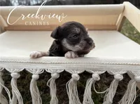 Bitsy, a female Miniature Schnauzer for sale in Niangua, MO – Photo 3 of 4