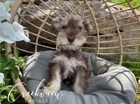 Bitsy, a female Miniature Schnauzer for sale in Niangua, MO – Photo 4 of 10