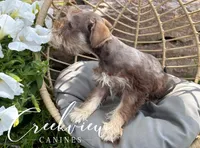 Bitsy, a female Miniature Schnauzer for sale in Niangua, MO – Photo 5 of 10