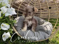 Bitsy, a female Miniature Schnauzer for sale in Niangua, MO – Photo 3 of 10