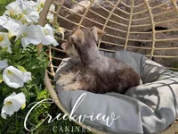 Bitsy, a female Miniature Schnauzer for sale in Niangua, MO – Photo 2 of 10