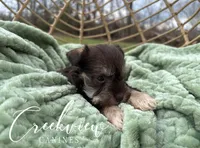 Bitsy, a female Miniature Schnauzer for sale in Niangua, MO – Photo 2 of 9