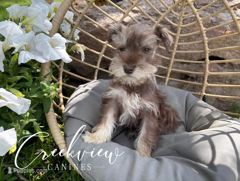 Bitsy, a female Miniature Schnauzer for sale in Niangua, MO – Photo 1 of 10