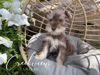 Bitsy, a female Miniature Schnauzer for sale in Niangua, MO – Photo 1 of 10