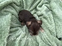 Bitsy, a female Miniature Schnauzer for sale in Niangua, MO – Photo 4 of 9