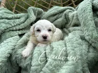 Beth, a female Havachon for sale in Niangua, MO – 6 of 6