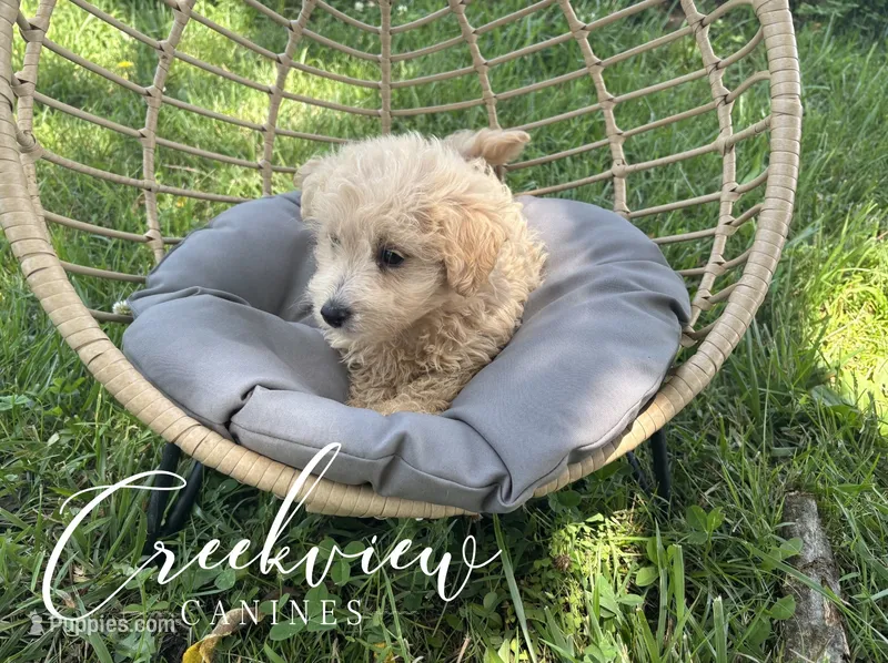 Nugget, a male Havapoo for sale in Niangua, MO – 1 of 6