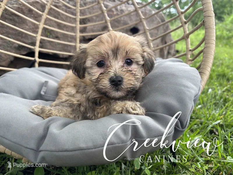 Katie – Havanese puppy for sale in Niangua, MO