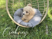 Nugget, a male Havapoo for sale in Niangua, MO – 6 of 6